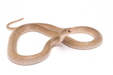 Javan tüküren kobra (Naja sputatrix) güney Endonezya kobrası veya Endonezya kobrası olarak da bilinir. beyaz arkaplanda izole