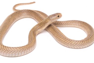 Javan tüküren kobra (Naja sputatrix) güney Endonezya kobrası veya Endonezya kobrası olarak da bilinir. beyaz arkaplanda izole