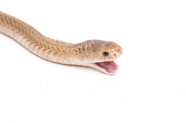 Javan tüküren kobra (Naja sputatrix) güney Endonezya kobrası veya Endonezya kobrası olarak da bilinir. beyaz arkaplanda izole