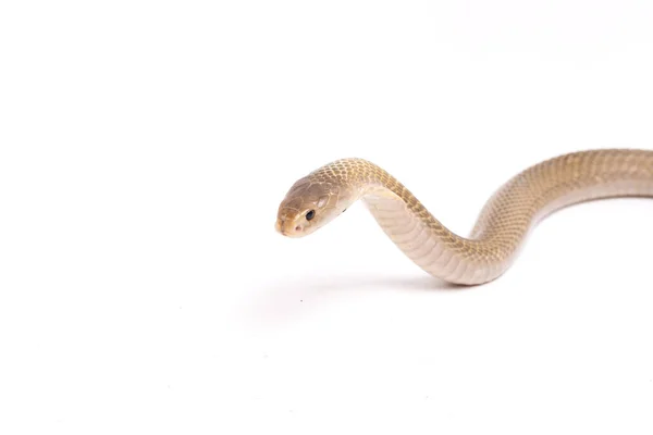 Javanen Spugen Cobra Naja Sputatrix Ook Wel Zuid Indonesische Cobra — Stockfoto