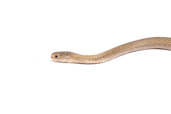 Javan Spitting Cobra Naja Sputatrix Also Called Southern Indonesian Cobra — Stock Photo, Image