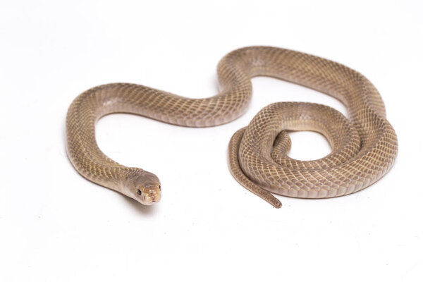 Джаванская кобра (Naja sputatrix) также называлась южной индонезийской коброй, или индонезийской коброй. изолированные на белом фоне