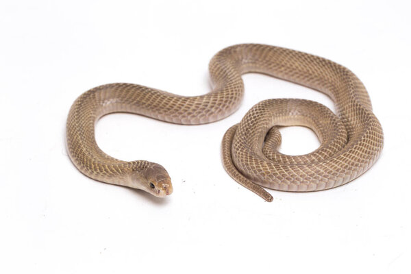 Джаванская кобра (Naja sputatrix) также называлась южной индонезийской коброй, или индонезийской коброй. изолированные на белом фоне