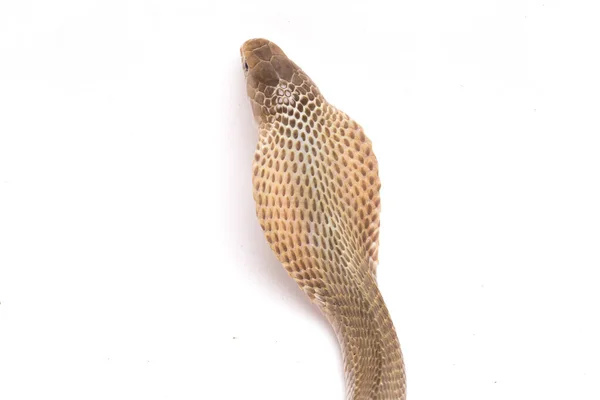 Javan Spitting Cobra Naja Sputatrix Also Called Southern Indonesian Cobra — Stock Photo, Image