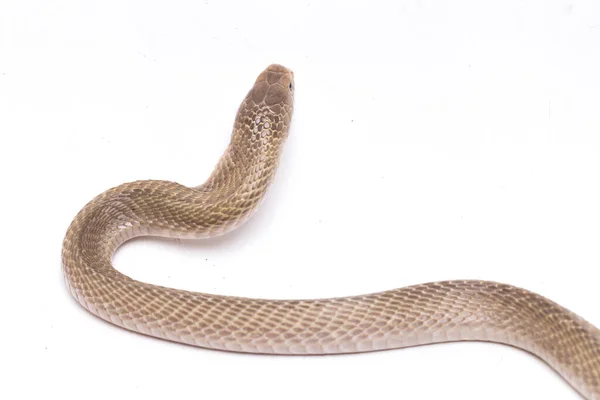 Javan Cuspir Cobra Naja Sputatrix Também Chamado Cobra Indonésia Sul — Fotografia de Stock