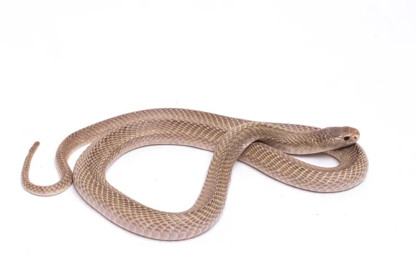 爪哇吐出的眼镜蛇 Naja Sputatrix 也被称为印度尼西亚南部眼镜蛇 或印度尼西亚眼镜蛇 在白色背景下隔离 — 图库照片