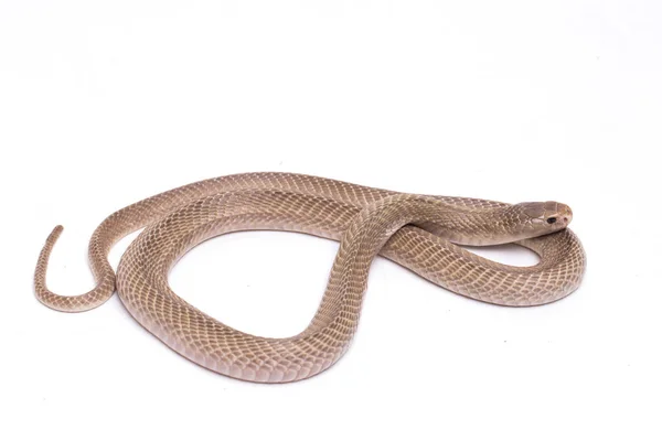 Javan Spitting Cobra Naja Sputatrix Also Called Southern Indonesian Cobra — Stock Photo, Image