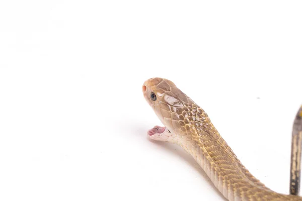 Cobra Escupiendo Javan Naja Sputatrix También Llamada Cobra Indonesia Del — Foto de Stock