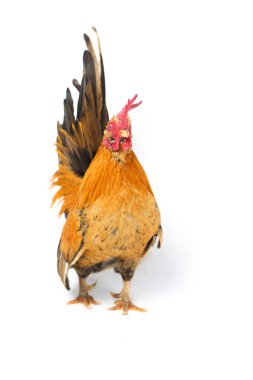 Horoz bantam tavuğu ya da Ayam kate, özellikle tavukların küçük bir türüdür.