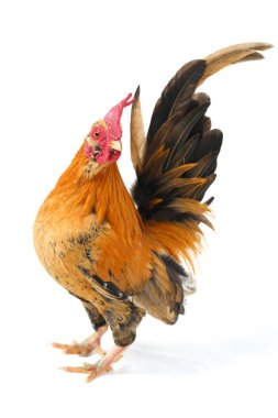 Horoz bantam tavuğu ya da Ayam kate, özellikle tavukların küçük bir türüdür.