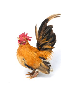 Horoz bantam tavuğu ya da Ayam kate, özellikle tavukların küçük bir türüdür.