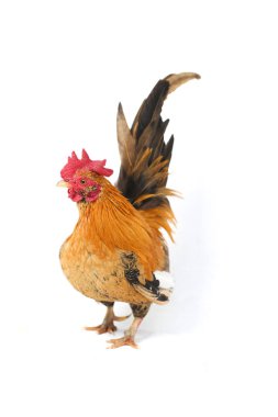 Horoz bantam tavuğu ya da Ayam kate, özellikle tavukların küçük bir türüdür.