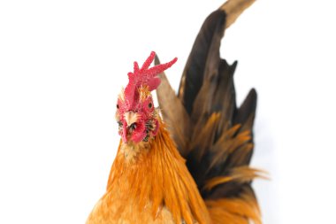 Horoz bantam tavuğu ya da Ayam kate, özellikle tavukların küçük bir türüdür.