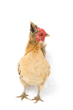 Hen Bantam tavuğu ya da Ayam kate, özellikle tavukların küçük bir türüdür.