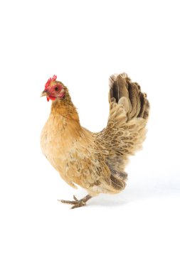 Hen Bantam tavuğu ya da Ayam kate, özellikle tavukların küçük bir türüdür.