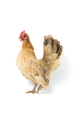 Hen Bantam tavuğu ya da Ayam kate, özellikle tavukların küçük bir türüdür.