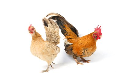 Bir çift Bantam tavuğu ya da Ayam Kate herhangi bir küçük kuş çeşididir, özellikle de tavuklar.