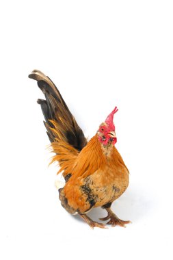 Horoz bantam tavuğu ya da Ayam kate, özellikle tavukların küçük bir türüdür.