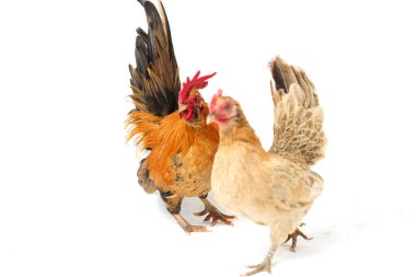 Bir çift Bantam tavuğu ya da Ayam Kate herhangi bir küçük kuş çeşididir, özellikle de tavuklar.