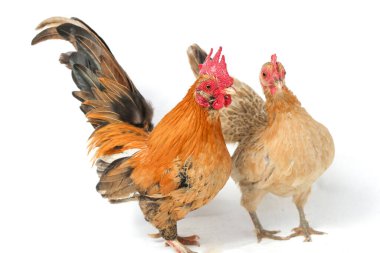Bir çift Bantam tavuğu ya da Ayam Kate herhangi bir küçük kuş çeşididir, özellikle de tavuklar.