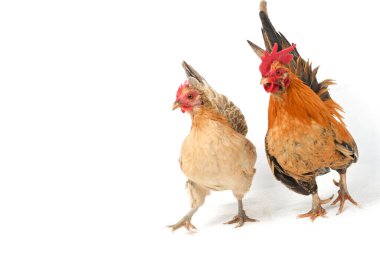 Bir çift Bantam tavuğu ya da Ayam Kate herhangi bir küçük kuş çeşididir, özellikle de tavuklar.