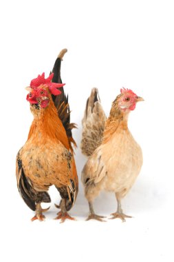 Bir çift Bantam tavuğu ya da Ayam Kate herhangi bir küçük kuş çeşididir, özellikle de tavuklar.
