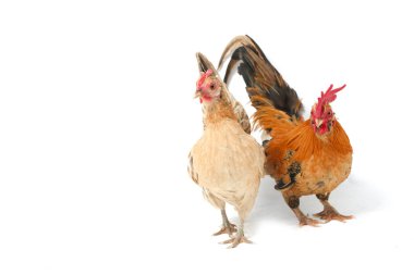 Bir çift Bantam tavuğu ya da Ayam Kate herhangi bir küçük kuş çeşididir, özellikle de tavuklar.