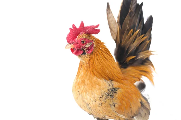Петух Бантам Курица Аям Кейт Любое Небольшое Разнообразие Птиц Особенно — стоковое фото