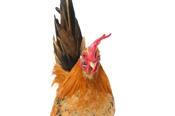 Gallo Bantam Pollo Ayam Kate Qualsiasi Piccola Varietà Uccelli Particolare — Foto Stock