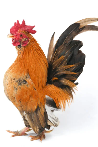 Rooster Bantam Chicken 케이트 Ayam Kate 종류의 닭이다 — 스톡 사진