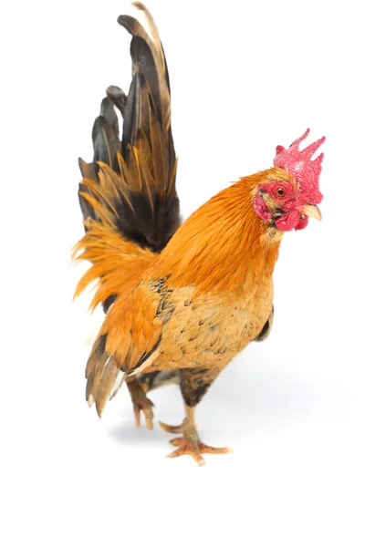 Rooster Bantam Chicken 케이트 Ayam Kate 종류의 닭이다 — 스톡 사진