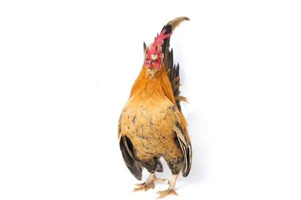 Rooster Bantam Kip Ayam Kate Een Kleine Verscheidenheid Van Gevogelte — Stockfoto