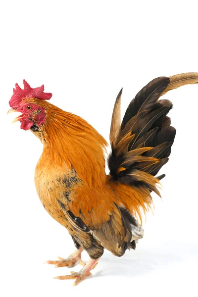 Kakas Bantam Csirke Vagy Ayam Kate Bármilyen Kis Fajta Szárnyasok — Stock Fotó