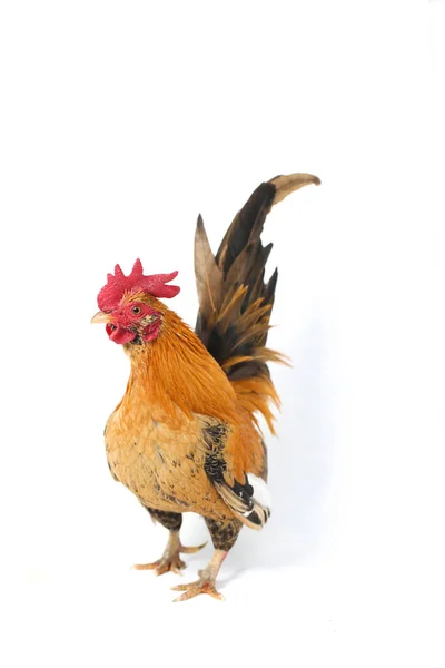 Galo Galinha Bantam Ayam Kate Qualquer Pequena Variedade Aves Especialmente — Fotografia de Stock