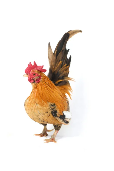 Rooster Bantam Chicken Ayam Kate Any Small Variety Fowl Especially — Stock Photo, Image