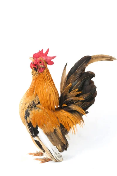 Gallo Bantam Pollo Ayam Kate Cualquier Pequeña Variedad Aves Especialmente — Foto de Stock