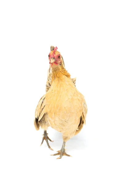 Gallina Bantam Pollo Ayam Kate Cualquier Pequeña Variedad Aves Especialmente — Foto de Stock