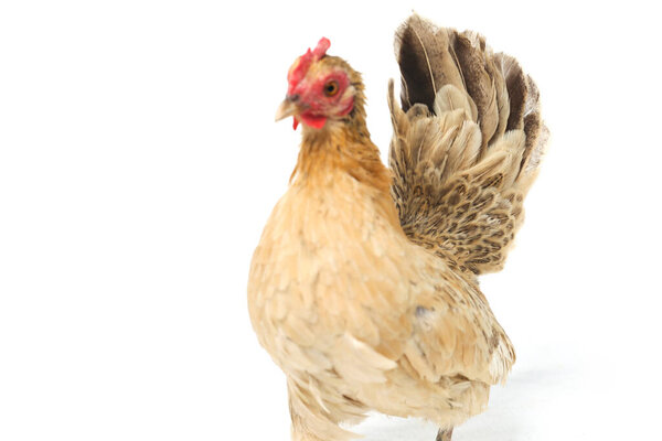 Hen Bantam chicken or Ayam kate is any small variety of fowl, especially chickens