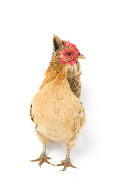 Hen Bantam chicken or Ayam kate is any small variety of fowl, especially chickens