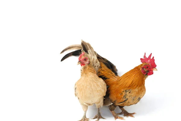 Пара Цыплят Бантам Аям Кате Любая Маленькая Разновидность Птиц Особенно — стоковое фото