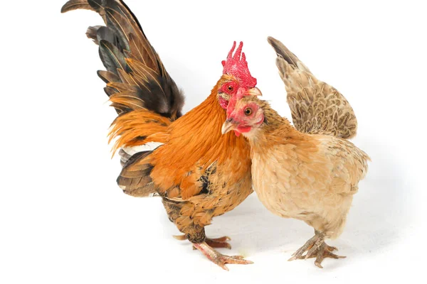 Bir Çift Bantam Tavuğu Ayam Kate Herhangi Bir Küçük Kuş — Stok fotoğraf
