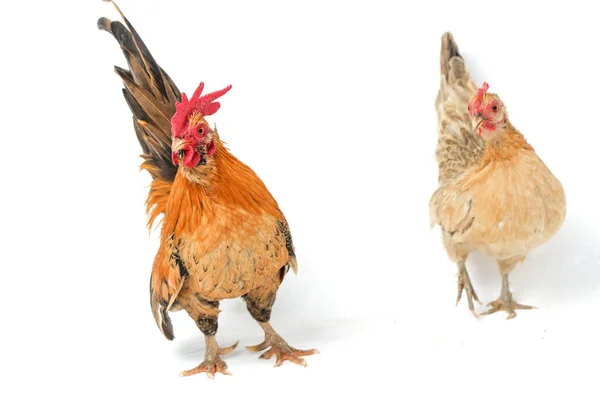 Пара Цыплят Бантам Аям Кате Любая Маленькая Разновидность Птиц Особенно — стоковое фото