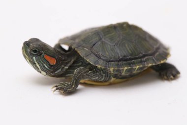 Kırmızı kulaklı Kaypak (Trachemys betiği elegans) beyaz arkaplanda izole edildi.