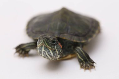 Kırmızı kulaklı Kaypak (Trachemys betiği elegans) beyaz arkaplanda izole edildi.