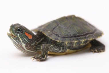 Kırmızı kulaklı Kaypak (Trachemys betiği elegans) beyaz arkaplanda izole edildi.