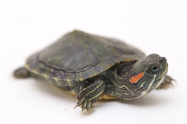 Kırmızı kulaklı Kaypak (Trachemys betiği elegans) beyaz arkaplanda izole edildi.