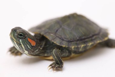 Kırmızı kulaklı Kaypak (Trachemys betiği elegans) beyaz arkaplanda izole edildi.