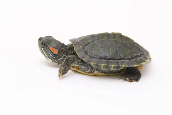 Slider Orelhas Vermelhas Trachemys Scripta Elegans Isolado Fundo Branco — Fotografia de Stock