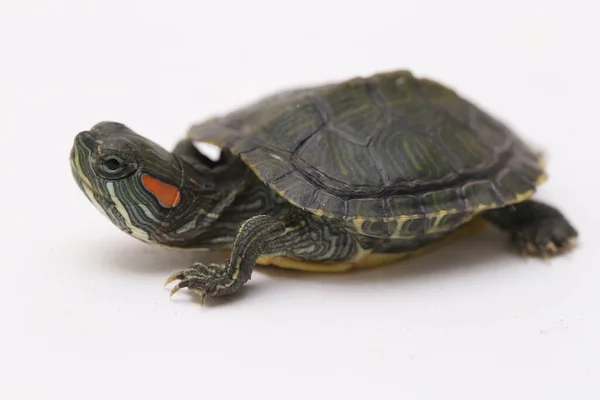 Roodoorschuif Trachemys Scripta Elegans Geïsoleerd Een Witte Achtergrond — Stockfoto