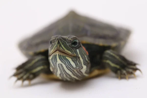 Red Eared Slider Trachemys Scripta Elegans Isoleret Hvid Baggrund - Stock-foto